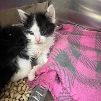 Domestic Medium Hair Cats Available for Adoption in Parrish, Alabama - Paprika | PetCurious