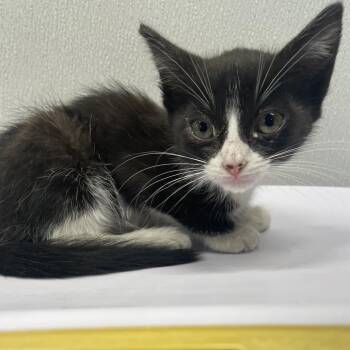 Domestic Short Hair Cats Available for Adoption in Tampa, Florida - Nova | PetCurious