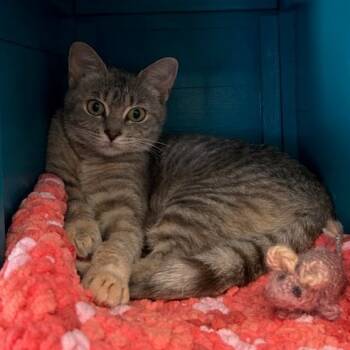 Rescue Domestic Short Hair Cats for Adoption in Pittsburgh, Pennsylvania - Angora | PetCurious