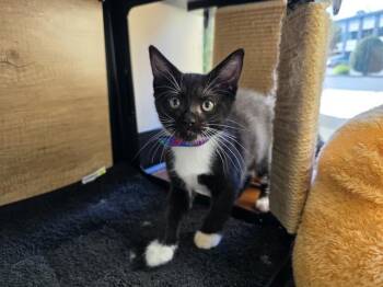 LORENZO -  Domestic Short Hair Cat for Adoption in Santa Clara, California - LORENZO | PetCurious