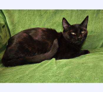 No. 2 Pencil -  Domestic Short Hair Cat for Adoption in Stoughton, Wisconsin - No. 2 Pencil | PetCurious
