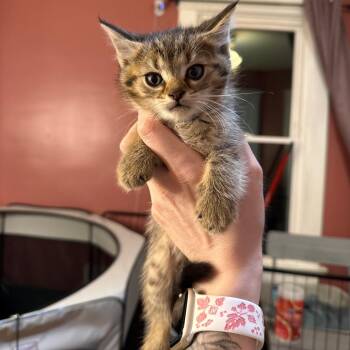 Domestic Short Hair Cats Available for Adoption in Granville, Ohio - Peridot | PetCurious