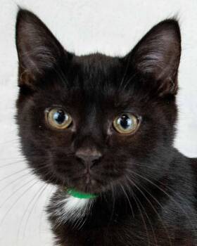 Mulder -  Domestic Short Hair Cat for Adoption in Kennesaw, Georgia - Mulder | PetCurious