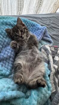 Rescue Manx and Domestic Short Hair Cats for Adoption - Bobby | PetCurious