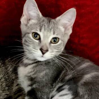 Catacomb -  Domestic Short Hair Cat for Adoption in Chicago, Illinois - Catacomb | PetCurious