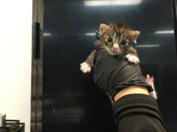 A1935494 -  Domestic Short Hair Cat for Adoption in Thousand Palms, California - A1935494 | PetCurious