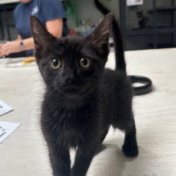 Rescue Domestic Long Hair Cats for Adoption in Dallas, Texas - Blossom | PetCurious