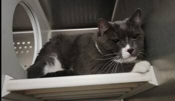 TUCKER -  Domestic Short Hair Cat Available for Adoption in St. Peters, Missouri - TUCKER | PetCurious