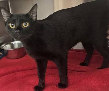 MELISSA -  Domestic Short Hair Cat for Adoption in St. Peters, Missouri - MELISSA | PetCurious