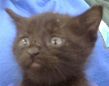 Rescue Domestic Short Hair Cats for Adoption in Dallas, Texas - MOXXIE | PetCurious