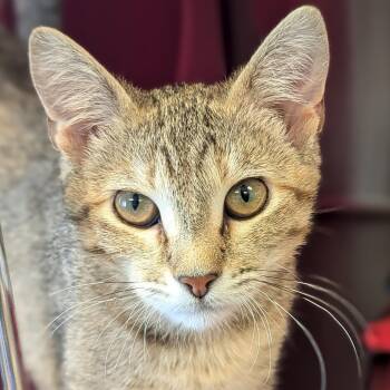 Domestic Short Hair Cats Available for Adoption in Jefferson, Wisconsin - Gidget | PetCurious