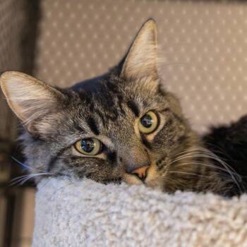 Marta -  Domestic Long Hair Cat for Adoption in Fountain Hills, Arizona - Marta | PetCurious