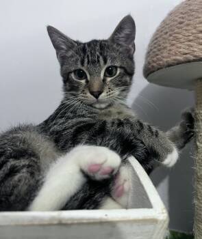 Rescue Domestic Short Hair Cats for Adoption in Jackson, Georgia - Tobi | PetCurious