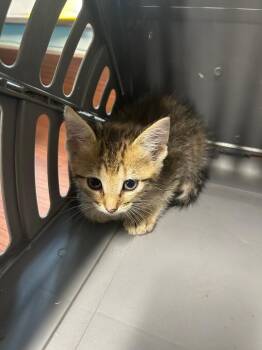 Domestic Short Hair Cats Available for Adoption in Gautier, Mississippi - Enchilada | PetCurious