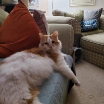 Rescue Domestic Long Hair Cats for Adoption in Las Vegas, Nevada - Peaches | PetCurious