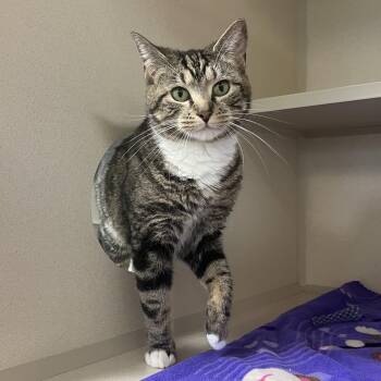 Domestic Short Hair Cats Available for Adoption in Eatontown, New Jersey - Dana Donut Dumpling | PetCurious