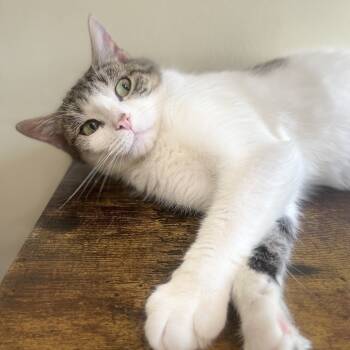 Rescue Domestic Short Hair Cats for Adoption - Pineapple | PetCurious