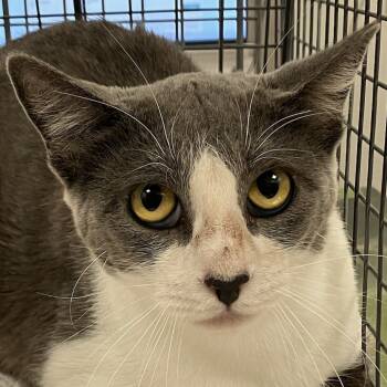Rescue Domestic Short Hair Cats for Adoption in Las Cruces, New Mexico - Beyonce | PetCurious