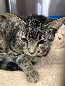 FLAUTA -  Domestic Short Hair Cat for Adoption in Dallas, Texas - FLAUTA | PetCurious