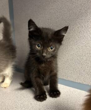 Sir Zooms-A-Lot -  Domestic Short Hair Cat for Adoption in Liverpool, New York - Sir Zooms-A-Lot | PetCurious