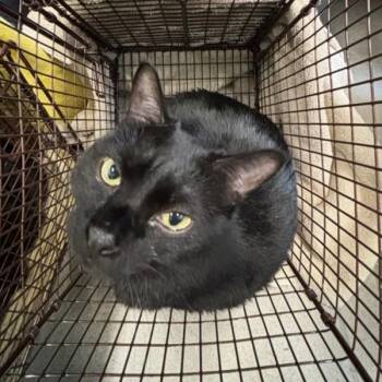 Raya -- Bonded Buddy With Fern -  Domestic Short Hair Cat for Adoption in Des Moines, Iowa - Raya -- Bonded Buddy With Fern | PetCurious