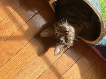 Domestic Short Hair Cats Available for Adoption in Davidson, North Carolina - Blossom | PetCurious