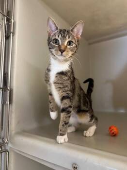 Rescue Domestic Short Hair Cats for Adoption in Parsippany-troy Hills, New Jersey - Celine | PetCurious