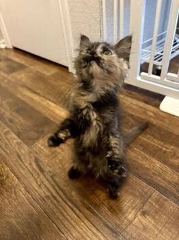 Frannie (pre adopt) -  Domestic Long Hair and Domestic Short Hair Cat for Adoption in Fort Worth, Texas - Frannie (pre Adopt) | PetCurious
