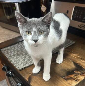 Rescue Domestic Short Hair Cats for Adoption in Tillsonburg, Ontario - BANDIT | PetCurious
