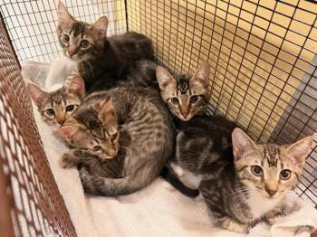 MINNOW -  Domestic Short Hair Cat for Adoption in Tustin, California - MINNOW | PetCurious