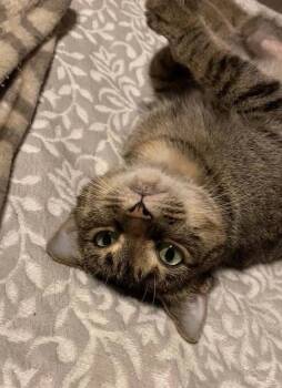 Rescue Domestic Short Hair and Tabby Cats for Adoption in Scott, Louisiana - Shugabee | PetCurious