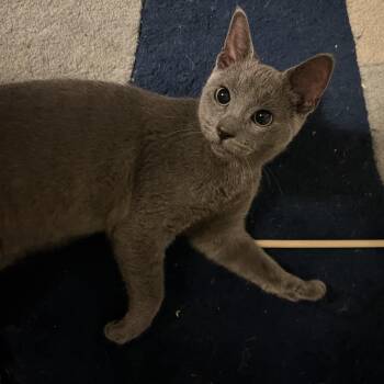 Thadka -  American Shorthair Cat for Adoption in Highland Park, New Jersey - Thadka | PetCurious