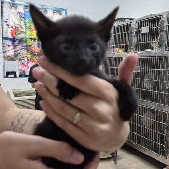 Oreo -  Domestic Short Hair Cat for Adoption in Ardmore, Oklahoma - Oreo | PetCurious