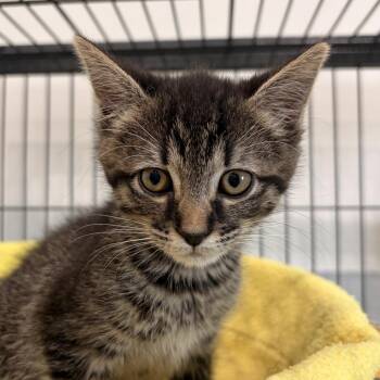 Domestic Short Hair Cats Available for Adoption in Bradenton, Florida - Rockette | PetCurious