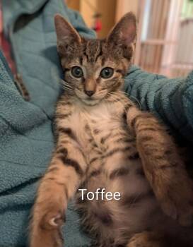 Toffeetastic -  Domestic Short Hair Cat for Adoption in Vancouver, Washington - Toffeetastic | PetCurious
