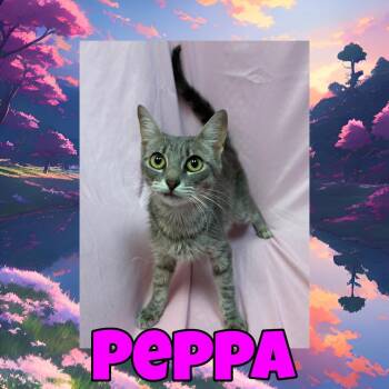 Peppa -  Domestic Short Hair Cat for Adoption in Royse City, Texas - Peppa | PetCurious