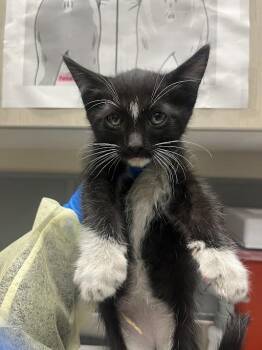 WHITAKER -  Domestic Short Hair Cat Available for Adoption in Las Vegas, Nevada - WHITAKER | PetCurious