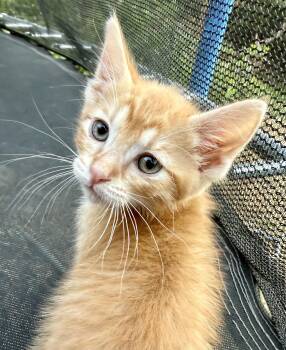 Yeet -  Domestic Short Hair Cat for Adoption in Fruit Heights, Utah - Yeet | PetCurious