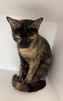 Belljar -  Domestic Short Hair Cat for Adoption in INDN HBR BCH, Florida - Belljar | PetCurious