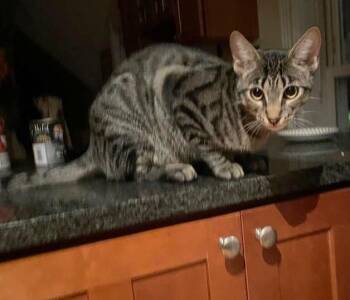 luca -  Domestic Short Hair and Bengal Cat for Adoption in Boston, Massachusetts - Luca | PetCurious