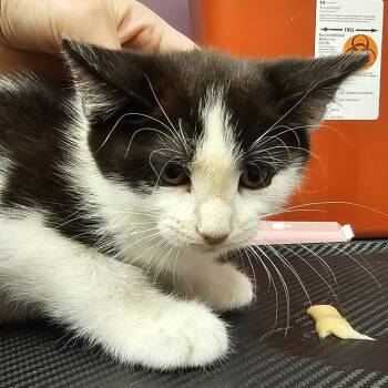 Kimberly -  Domestic Short Hair Cat for Adoption in Cedar Rapids, Iowa - Kimberly | PetCurious