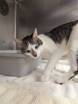 Domestic Short Hair Cats Available for Adoption in Minneapolis, Minnesota - PING PONG | PetCurious