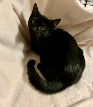 Rescue Domestic Short Hair Cats for Adoption in River Edge, New Jersey - Minka | PetCurious