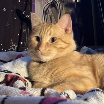 George -  Domestic Short Hair Cat for Adoption in Clavet, Saskatchewan - George | PetCurious