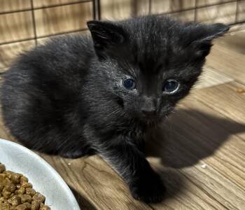 Domestic Short Hair Cats Available for Adoption in Port Washington, Wisconsin - Hendrix | PetCurious