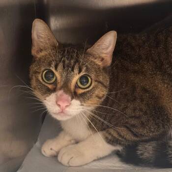 Pinky -  Domestic Short Hair Cat for Adoption in Clearwater, Florida - Pinky | PetCurious