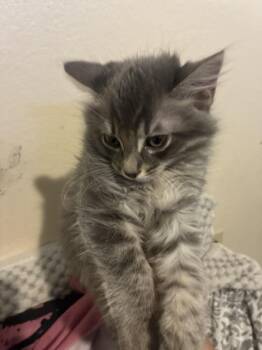 Cody -  Domestic Long Hair Cat for Adoption in Lancaster, California - Cody | PetCurious