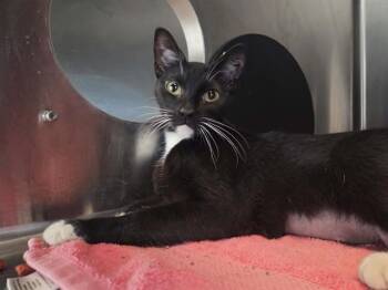 Domestic Short Hair Cats Available for Adoption in Martinez, California - CHICKPEA | PetCurious