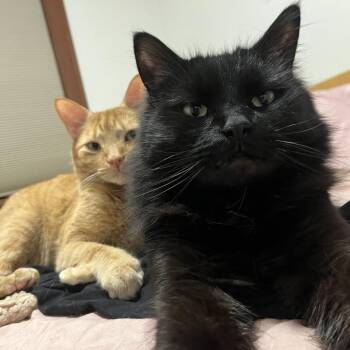 Ragamuffin Cats Available for Adoption in Minnetonka, Minnesota - Ichabod (bonded With Cheeto) C67520 | PetCurious