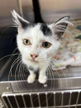 Rescue Domestic Short Hair Cats for Adoption in Petersburg, Illinois - Hope | PetCurious